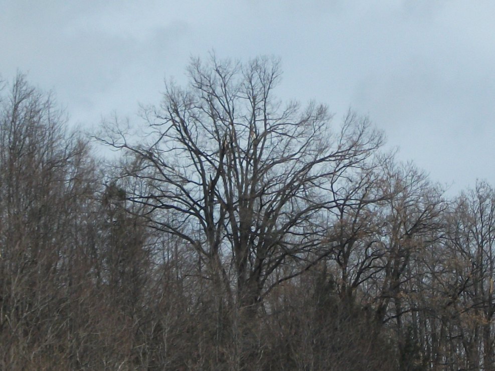Monte_Cagliato - 20110220 054.jpg